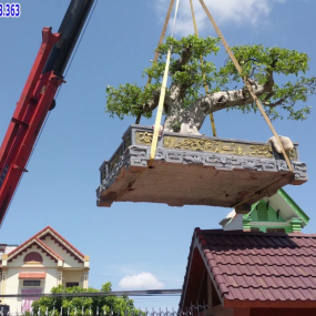 CÂU CÂY LÊN LẦU 3